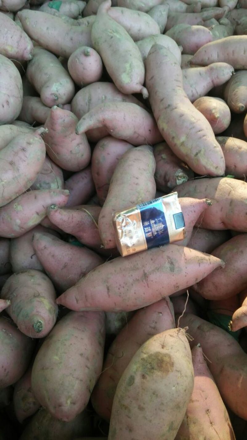 西瓜红蜜薯3两以上质量保障专业代收货源充足