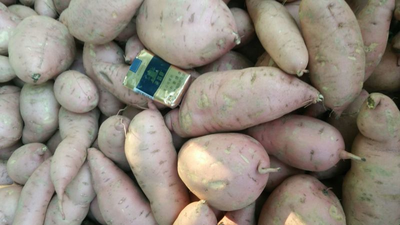 西瓜红蜜薯3两以上质量保障专业代收货源充足