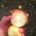 早霞苹果60mm以上光果
