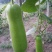 瓠瓜20~30cm7~8cm