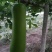 瓠瓜20~30cm7~8cm