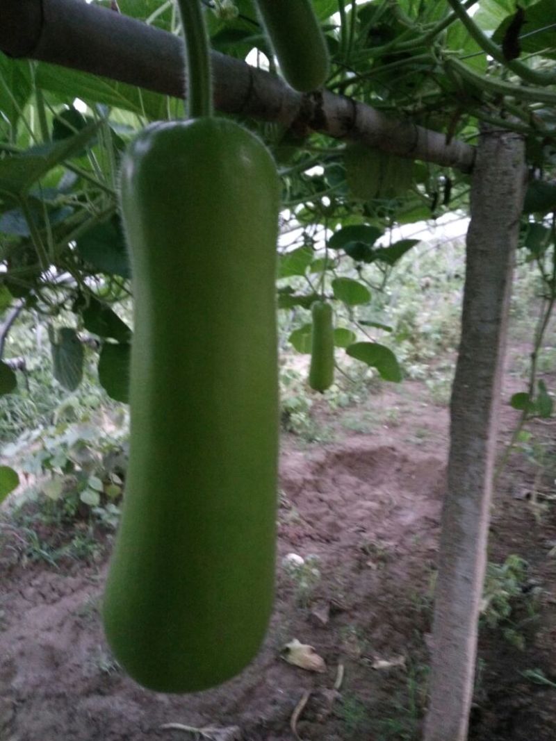 瓠瓜20~30cm7~8cm