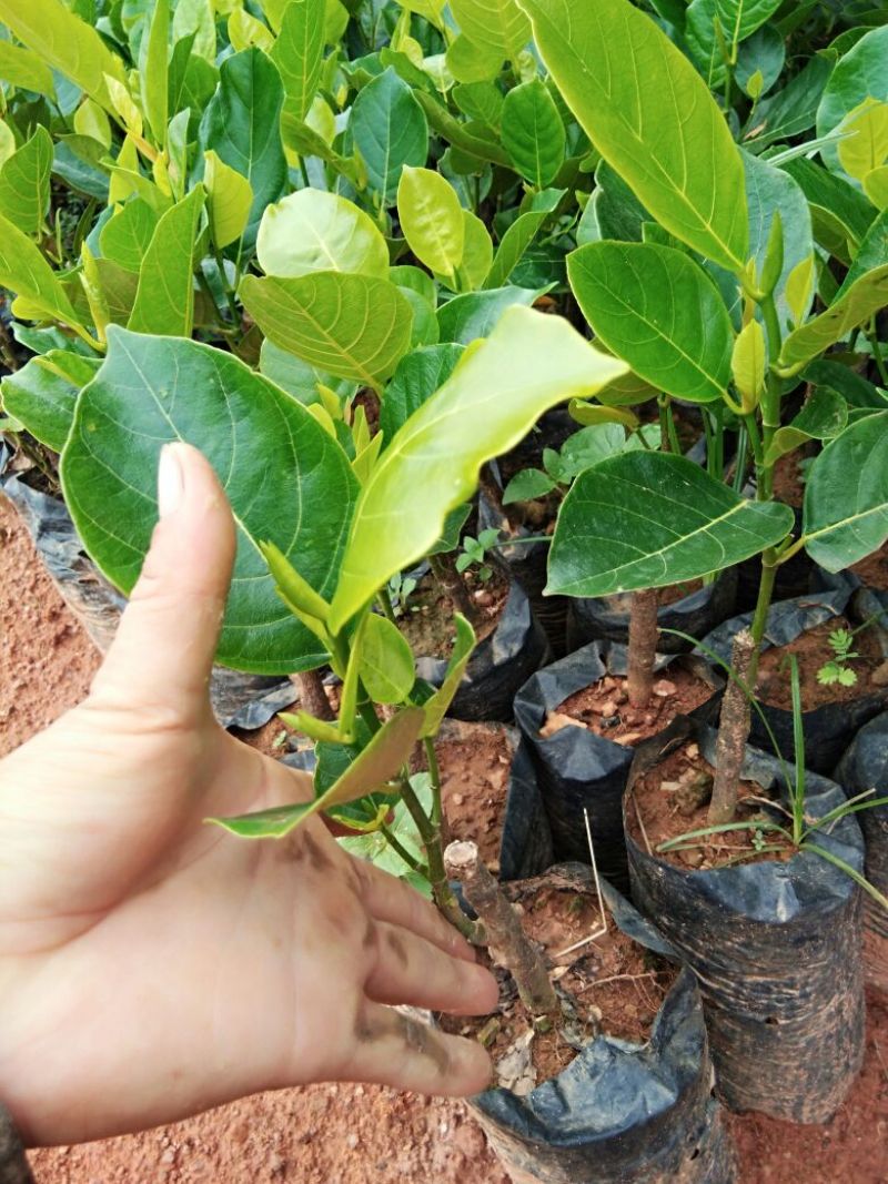 1号菠萝蜜苗稿接树
