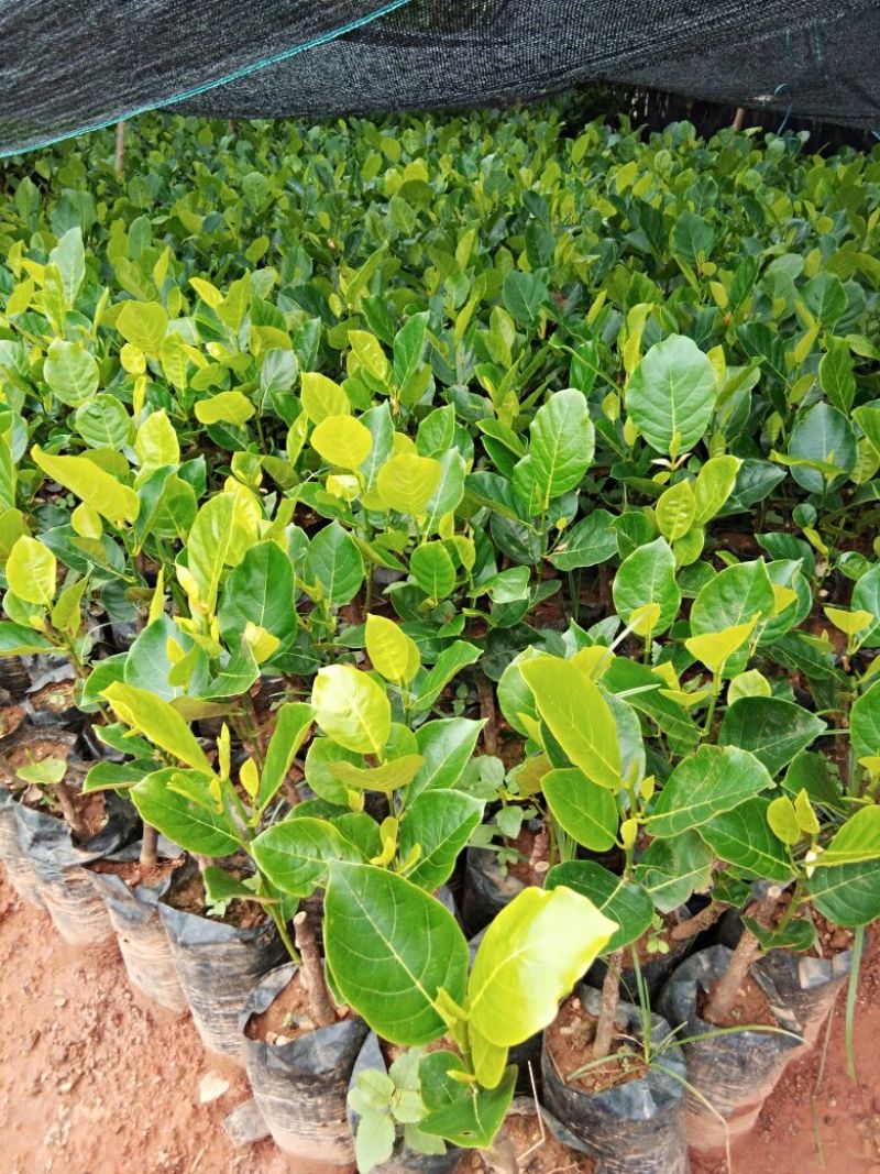 1号菠萝蜜苗稿接树