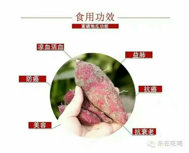 桥头地瓜黄心2两以上