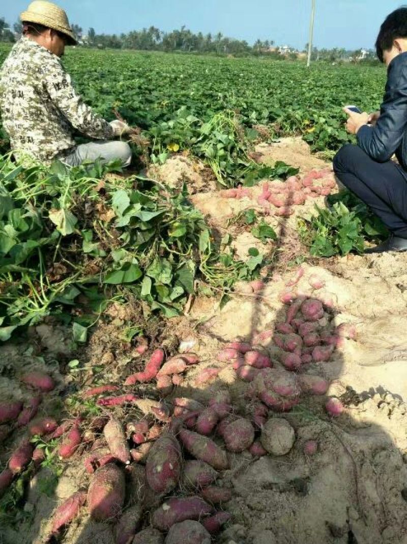 桥头地瓜黄心2两以上