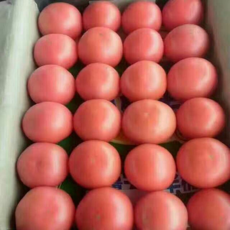 硬粉西红柿弧三以上硬粉精品果大量上市中，全天有货。