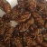 知了猴食用