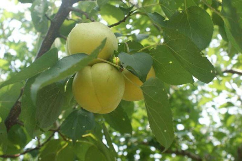 香白杏