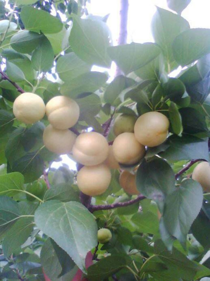 香白杏
