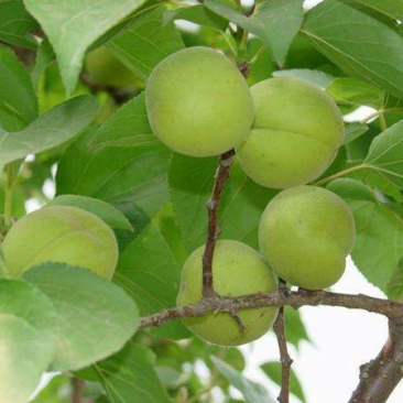 香白杏