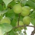 香白杏