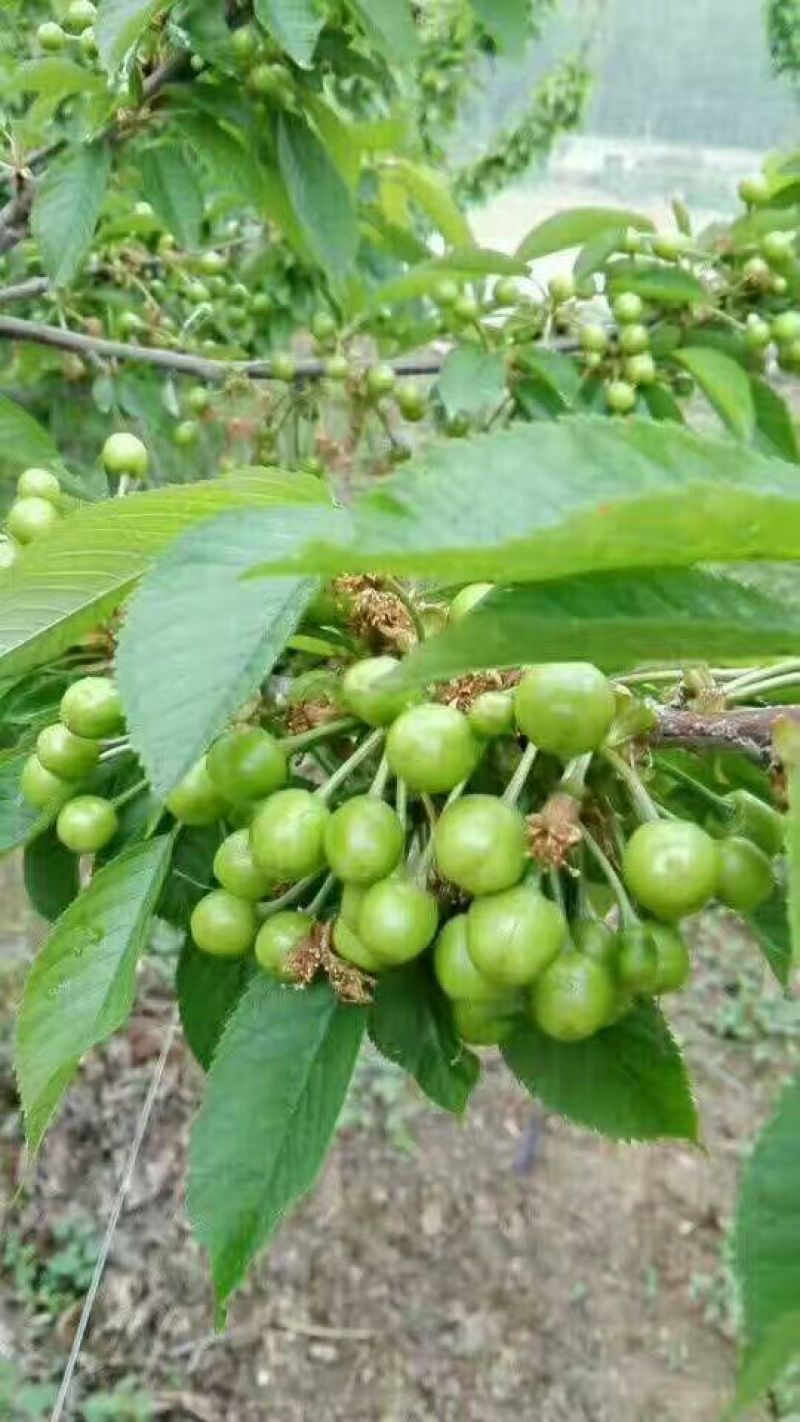 车厘子苗矮化大樱桃树苗3年樱桃树苗