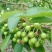 矮化美早樱桃苗嫁接成苗1-5年樱桃树苗