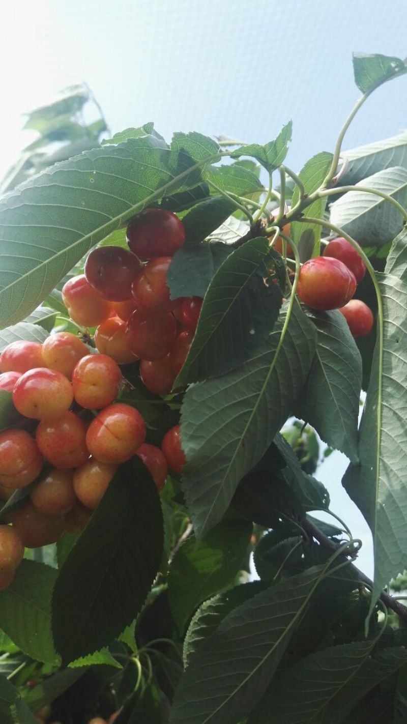 矮化美早樱桃苗嫁接成苗1-5年樱桃树苗