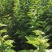 矮化美早樱桃苗嫁接成苗1-5年樱桃树苗