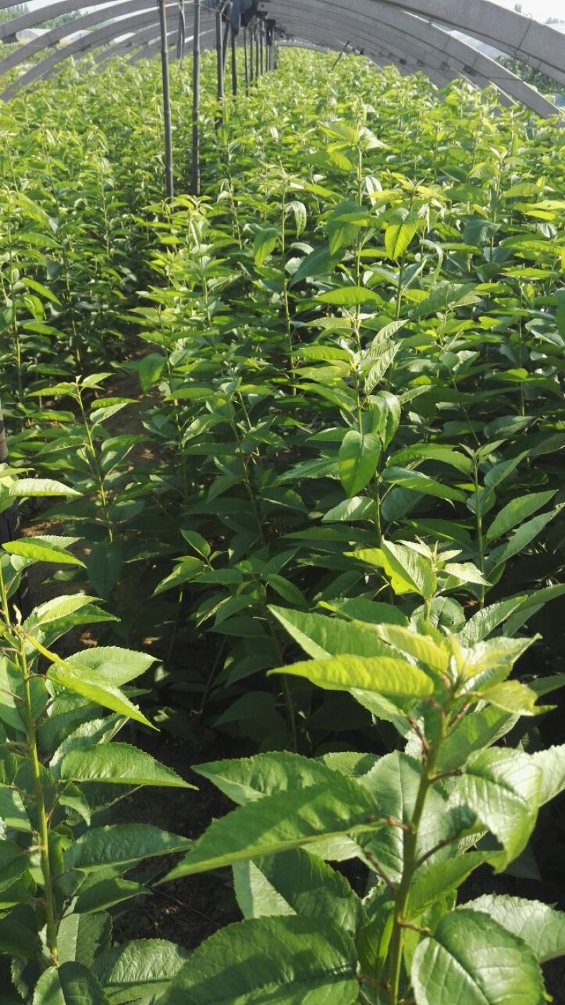 矮化美早樱桃苗嫁接成苗1-5年樱桃树苗