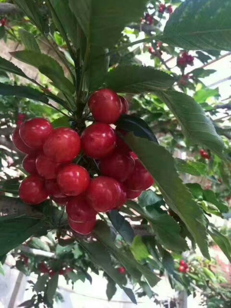 矮化美早樱桃苗嫁接成苗1-5年樱桃树苗