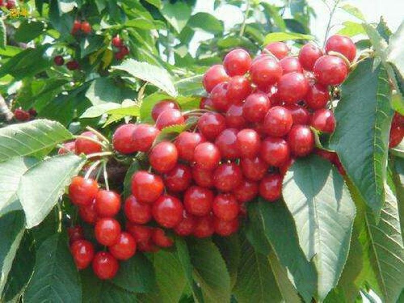 矮化美早樱桃苗嫁接成苗1-5年樱桃树苗