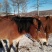 蒙古马200~300kg