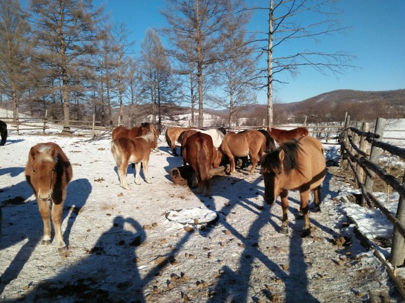 蒙古马200~300kg