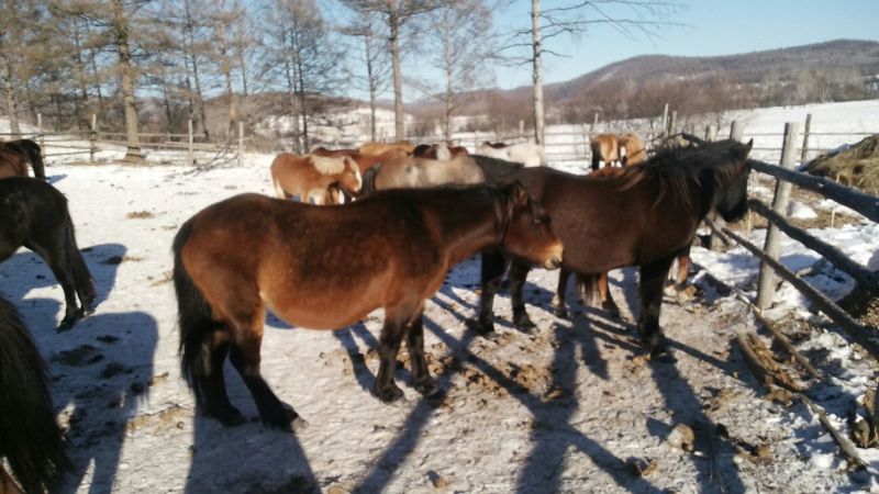 蒙古马200~300kg