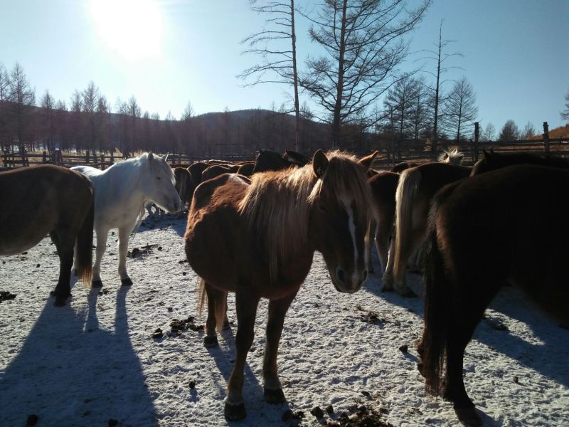 蒙古马200~300kg