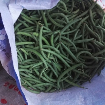 矮生刀豆10~15cm