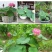 荷花30~40cm