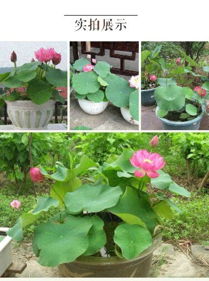 荷花30~40cm