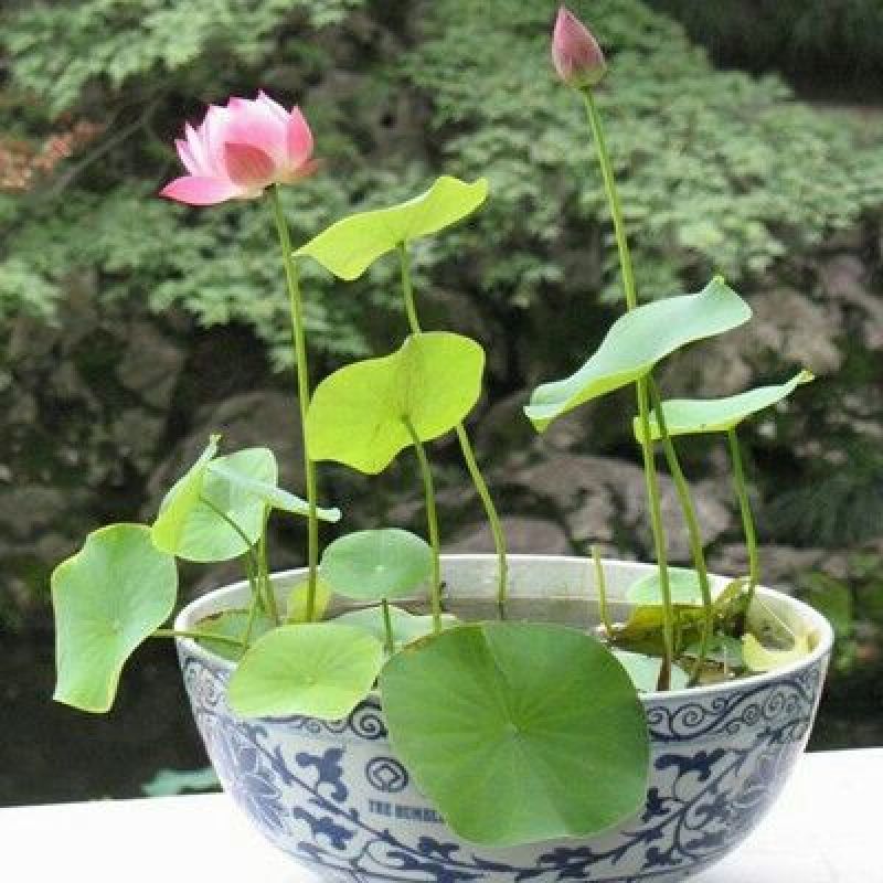 荷花30~40cm