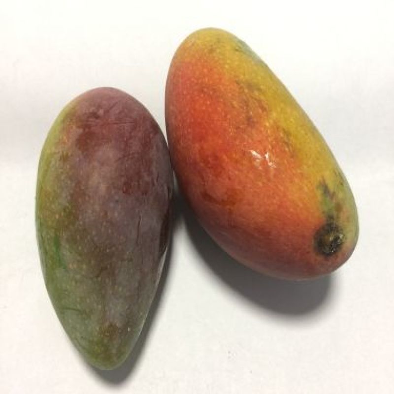 百色贵妃芒一级大果