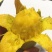 百色贵妃芒一级大果