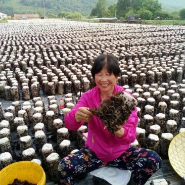 黑木耳菌棒