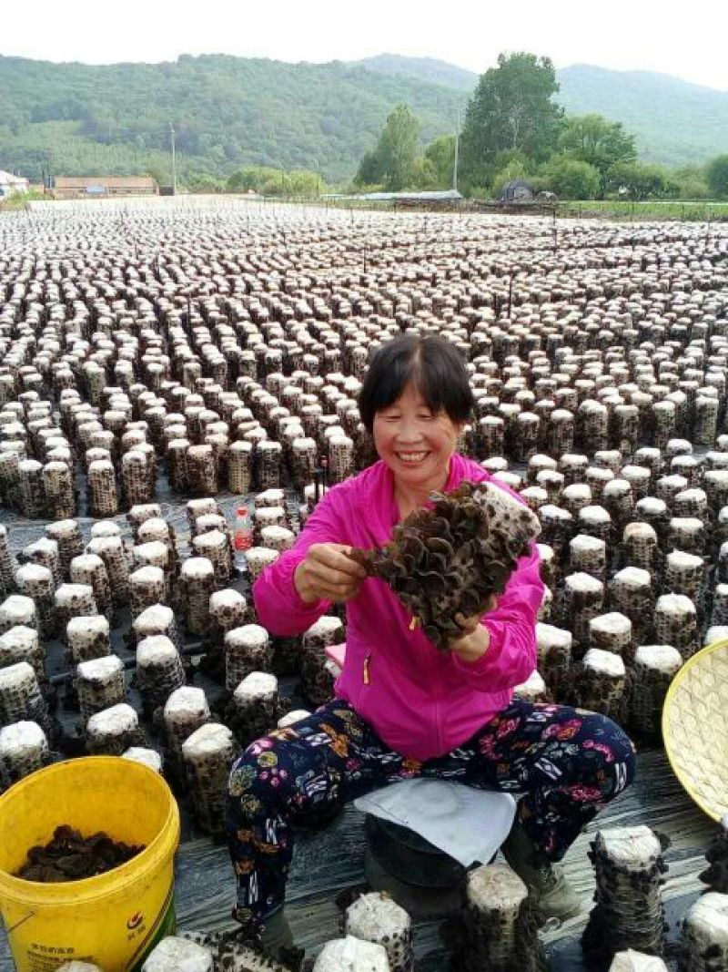 黑木耳菌棒