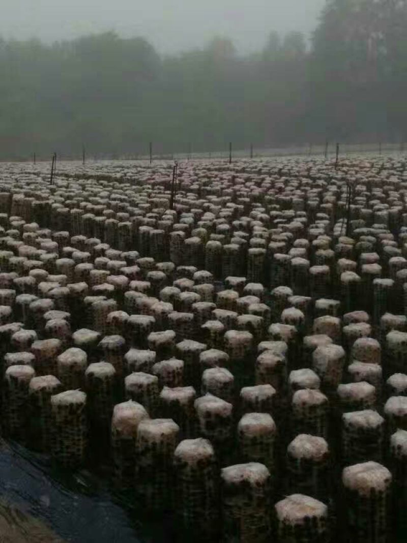 黑木耳菌棒