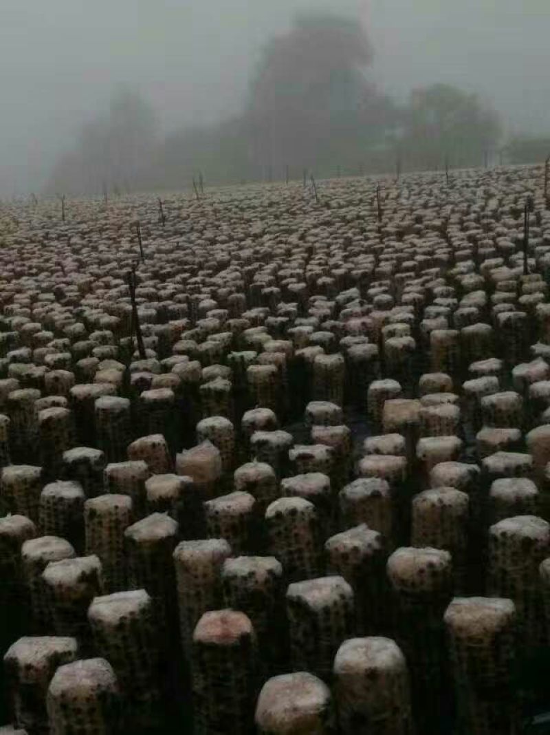 黑木耳菌棒