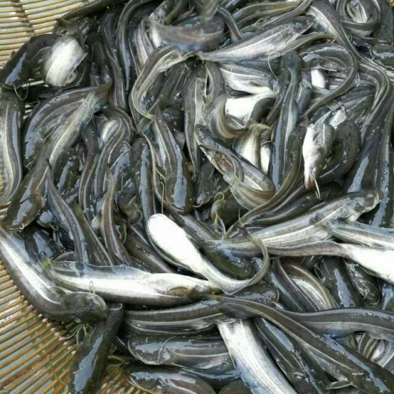 大口鲶鱼苗