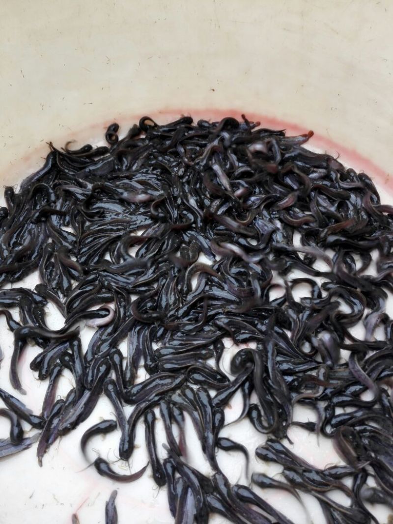 大口鲶鱼苗