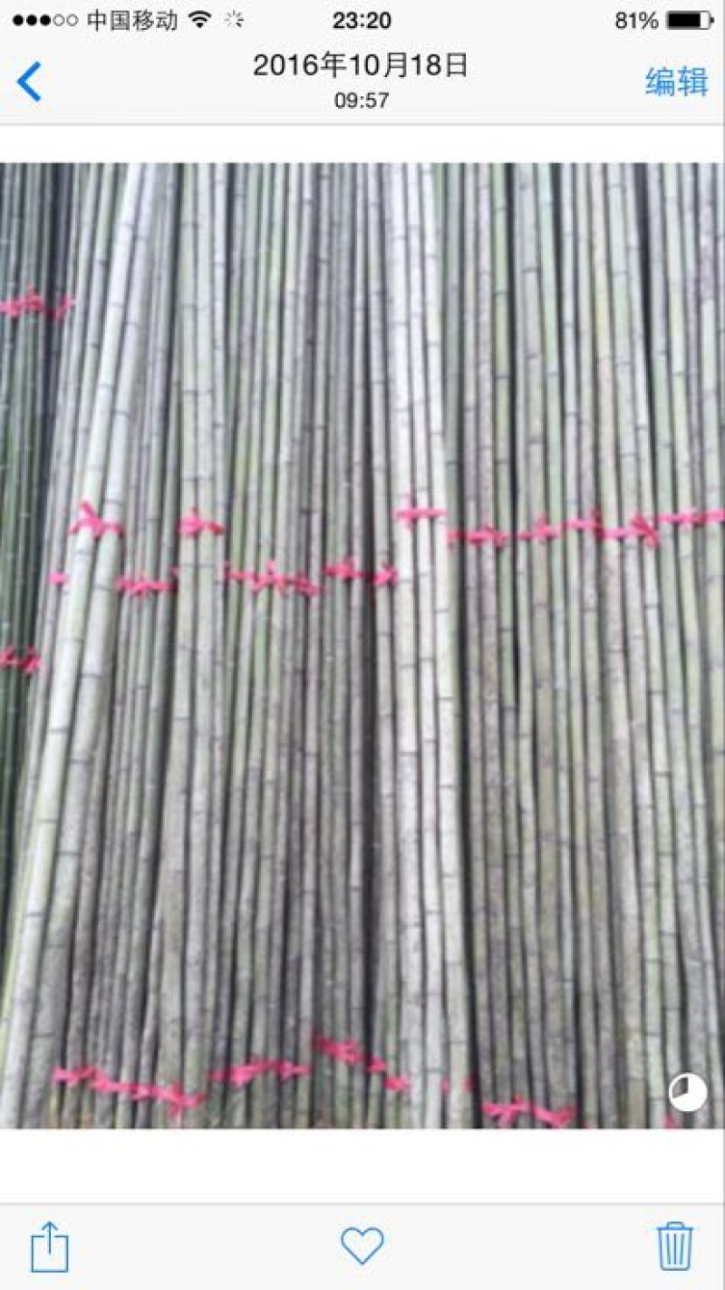 产地批发长竹竿山药种植杆火龙果支撑杆毛竹大棚立柱