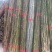 产地批发长竹竿山药种植杆火龙果支撑杆毛竹大棚立柱