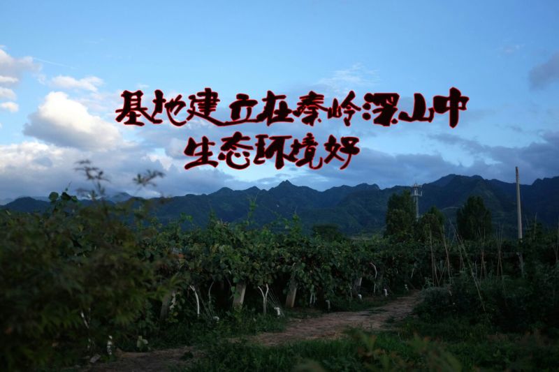 徐香猕猴桃
