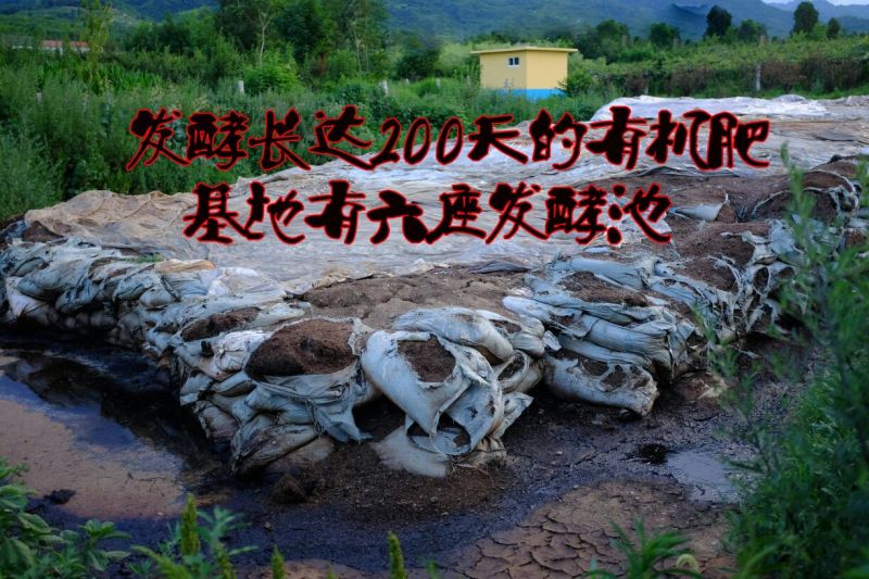 徐香猕猴桃