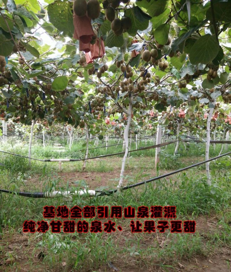 徐香猕猴桃