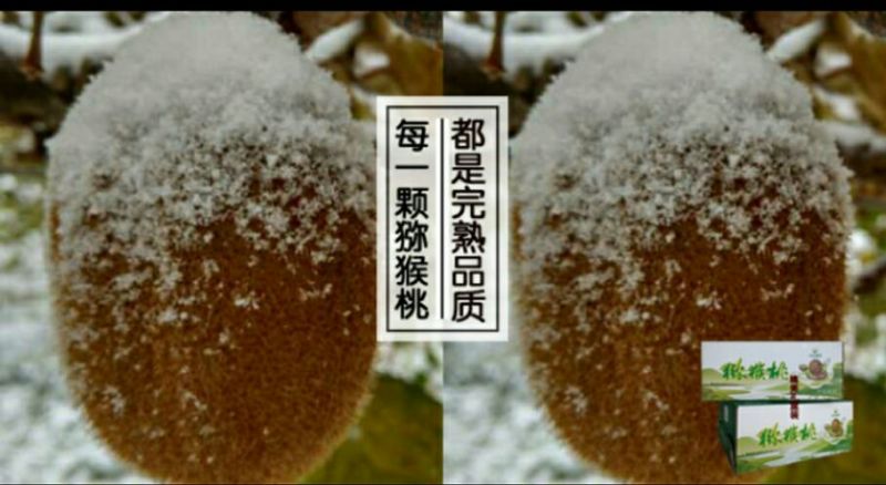 徐香猕猴桃