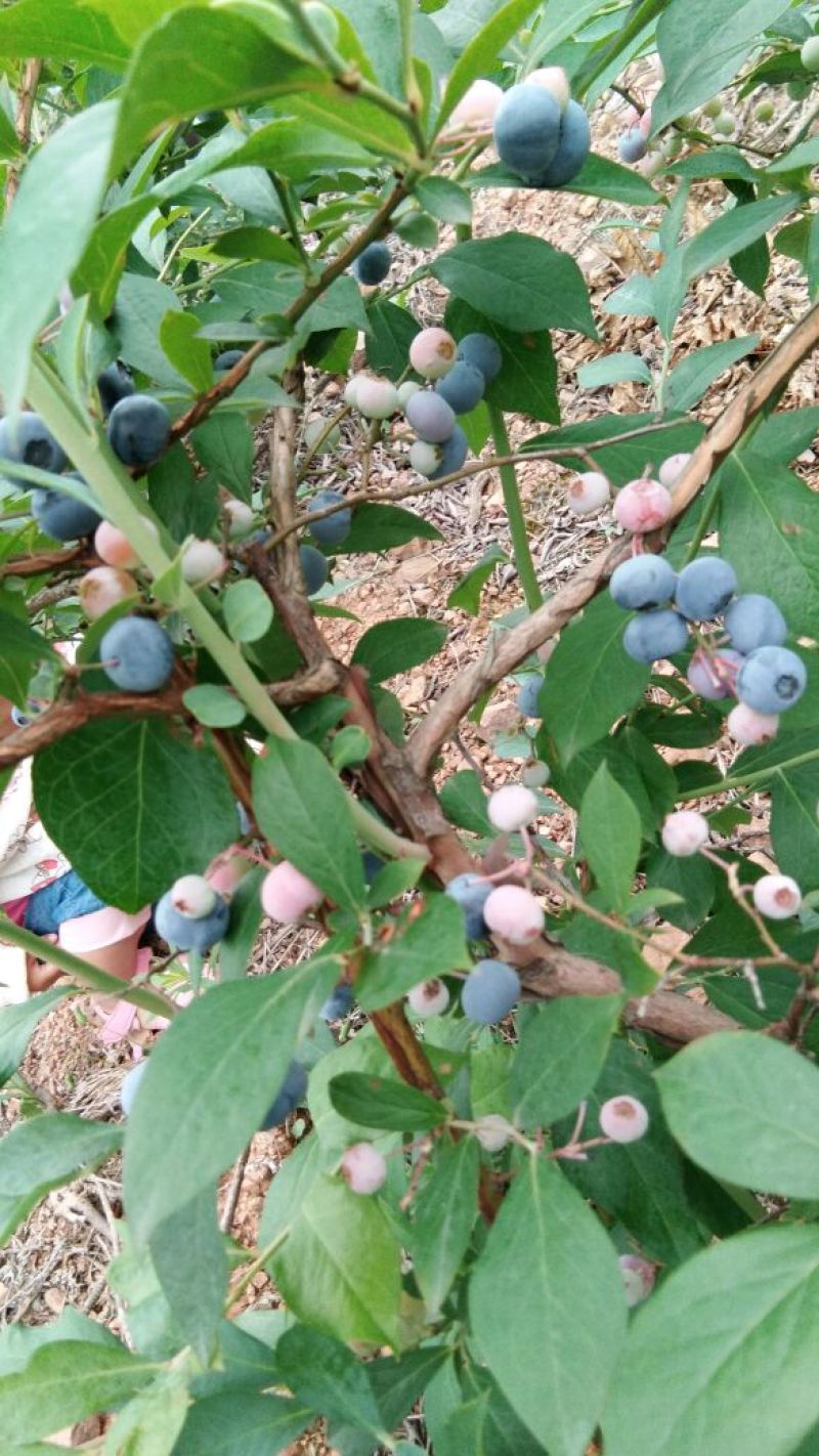 蓝莓鲜果6~8mm以上