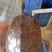 中华草龟1~1.5斤