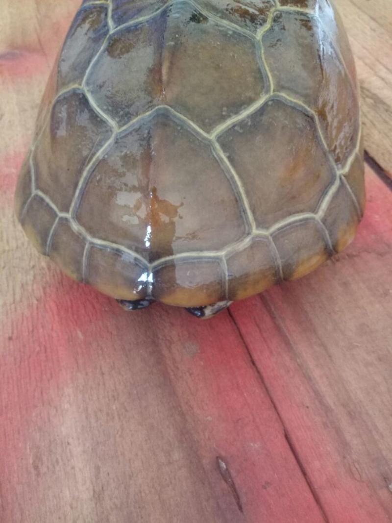 中华草龟1~1.5斤