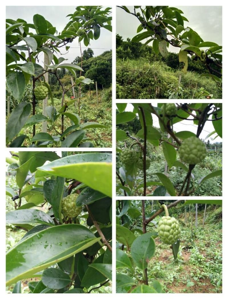 布福娜树苗50~80cm种植第二年挂果大苗