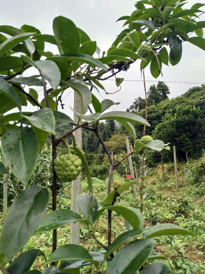 布福娜树苗50~80cm种植第二年挂果大苗